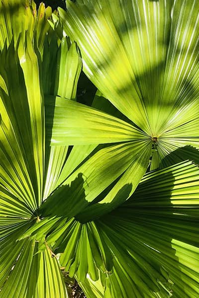 Licuala Fan Palm